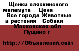 Щенки аляскинского маламута  › Цена ­ 15 000 - Все города Животные и растения » Собаки   . Московская обл.,Пущино г.